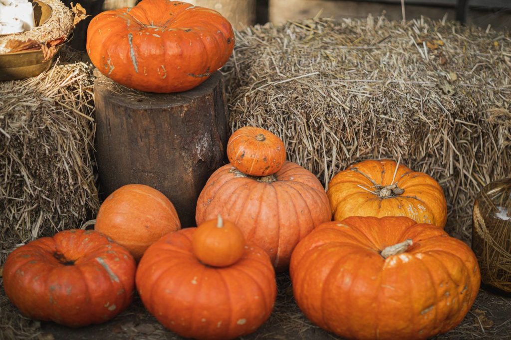 Pumpkin Patch