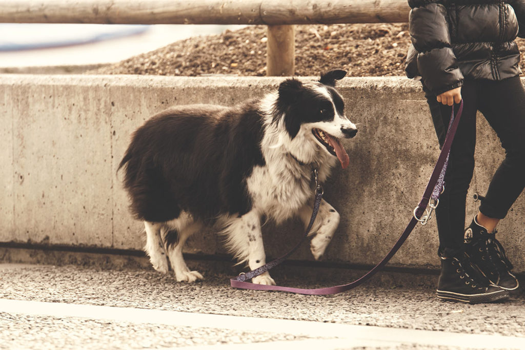 Dog Walker