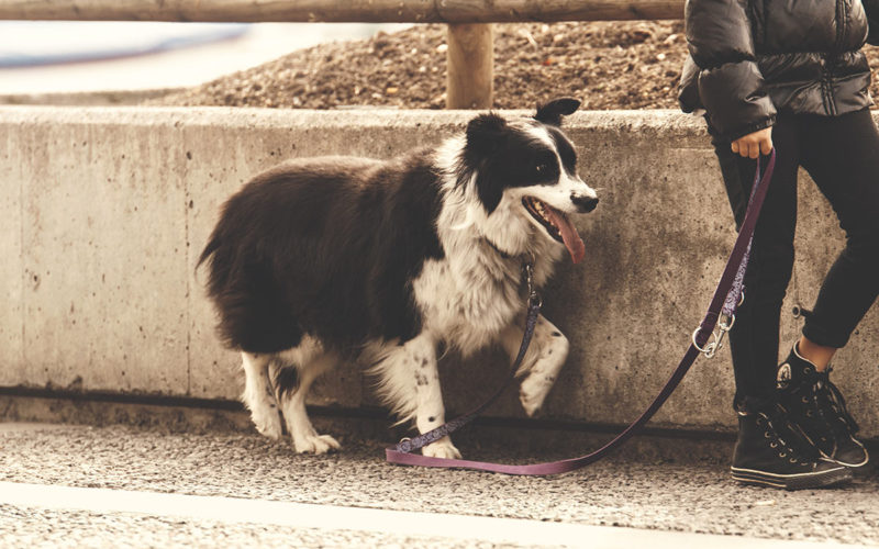 Dog Walker