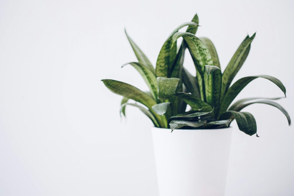 Snake plant in white pot